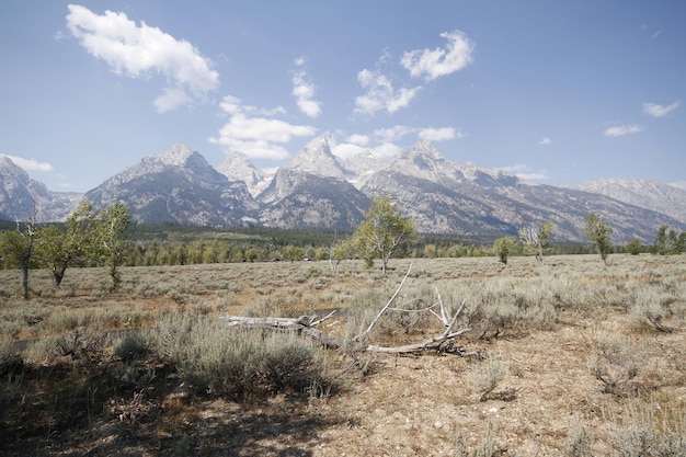 Parco nazionale di Yellowstone nel Wyoming USA