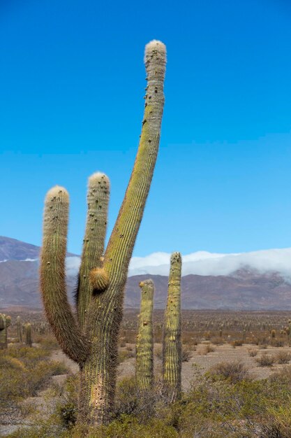 Parco nazionale Los Cardones nel nord dell'Argentina