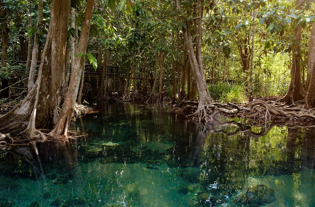 Parco Nazionale nella provincia di Krabi Thailandia con foreste di mangrovie