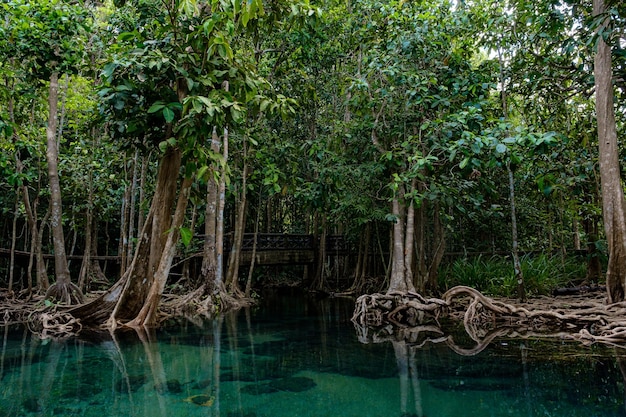 Parco Nazionale nella provincia di Krabi Thailandia con foreste di mangrovie