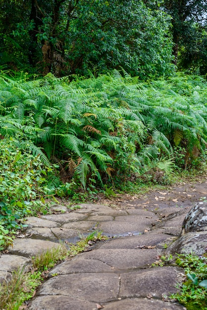 Parco nazionale Phu Hin Rong Kla, provincia di Phitsanulok