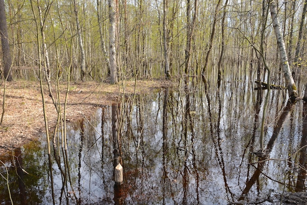 Parco nazionale russo Meshchersky all'inizio di maggio