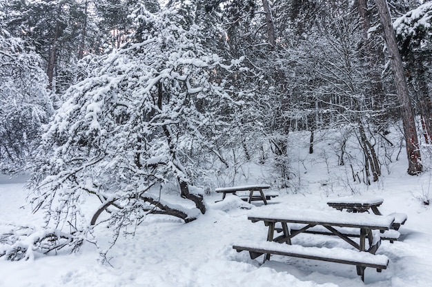 Parco Nazionale Soguksu, Inverno, Neve, Foresta, Kizilcahamam, Ankara