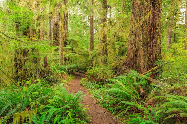 Parco Nazionale Sol Duc Olympic USA