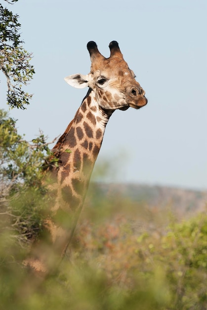 Parco nazionale Sudafrica della giraffa Kruger