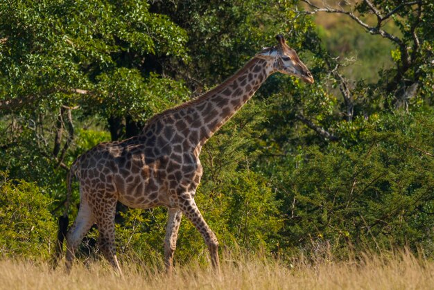 Parco nazionale Sudafrica della giraffa Kruger