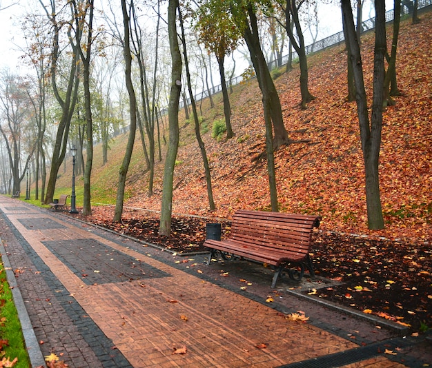 Parco nebbioso autunno nebbioso percorso a piedi al mattino. Sfondo autunno luminoso.