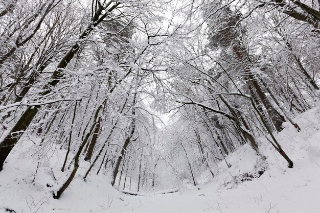 Parco nella stagione invernale