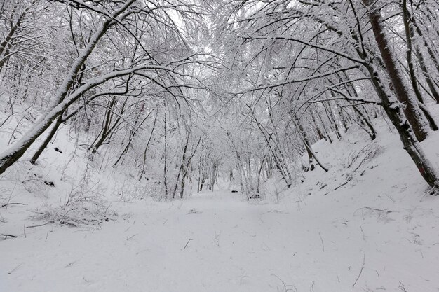 Parco nella stagione invernale