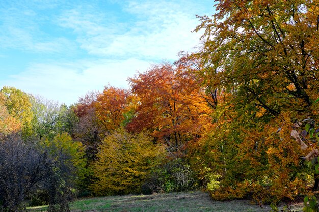 Parco paesaggistico autunnale colorato con alberi e cespugli con foglie colorate luminose contro il cielo blu