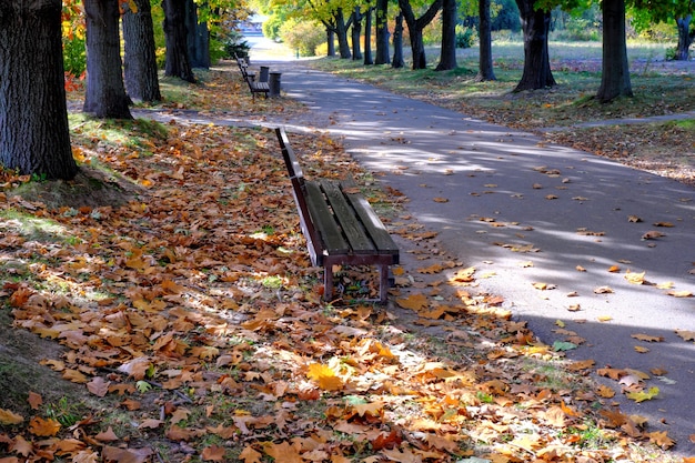 Parco paesaggistico autunnale colorato con foglie gialle cadute a terra