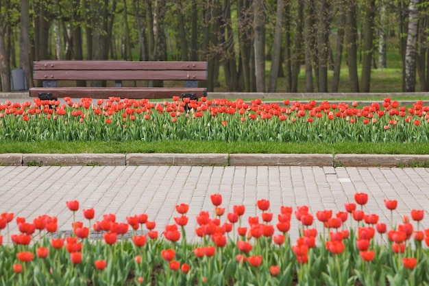 Parco primaverile con tulipani rossi e panchina