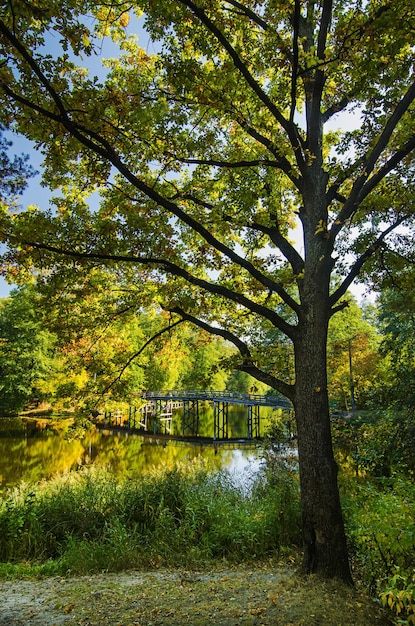Parco soleggiato dorato autunnale con lago, grande albero e ponte con riflesso