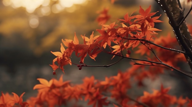 Parco soleggiato in gloriosi colori autunnali