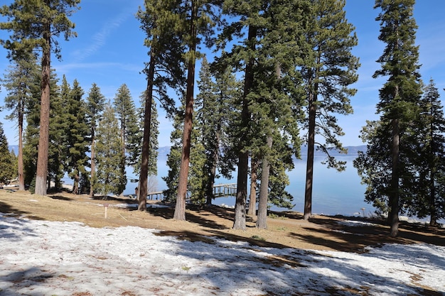 Parco statale del lago tahoe Sugar Pine