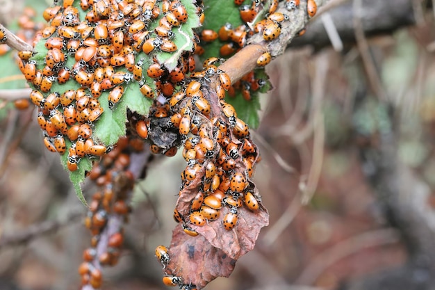 Parco statale di svernamento delle coccinelle in California