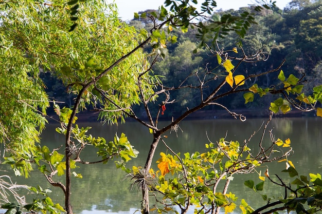 Parco Taquaral a Campinas, So Paulo. splendidi alberi e natura lussureggiante