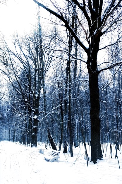 Parco urbano innevato silenzioso in inverno. Russia