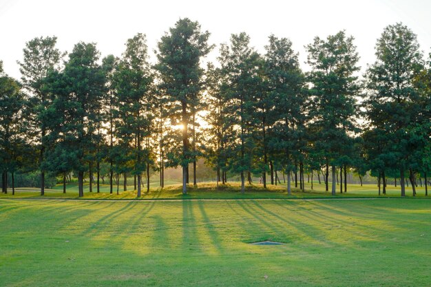 Parco verde al tramonto