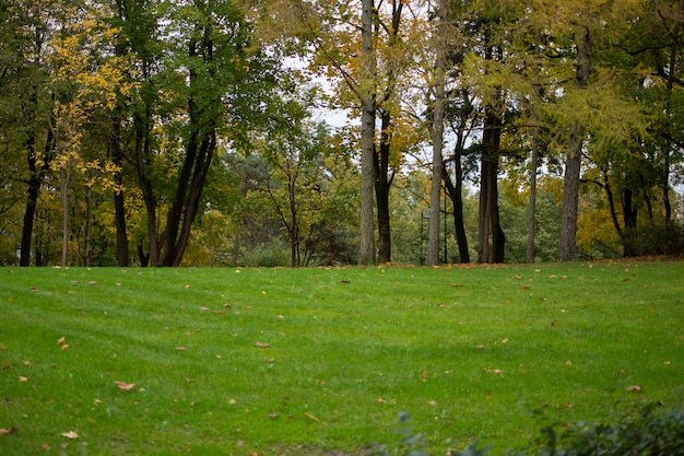 Parco verde con alberi autunnali e foglie secche paesaggio serale