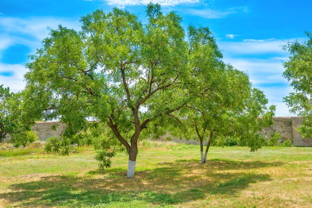 Parco verde con alberi e cielo blu sullo sfondo