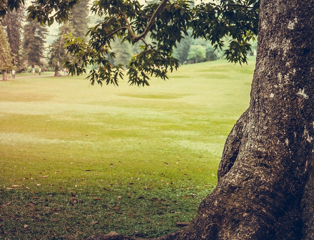 Parco verde della città con alberi. Sfondi naturali