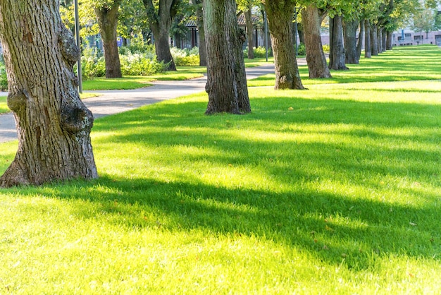 Parco verde e soleggiato con alberi ed erba