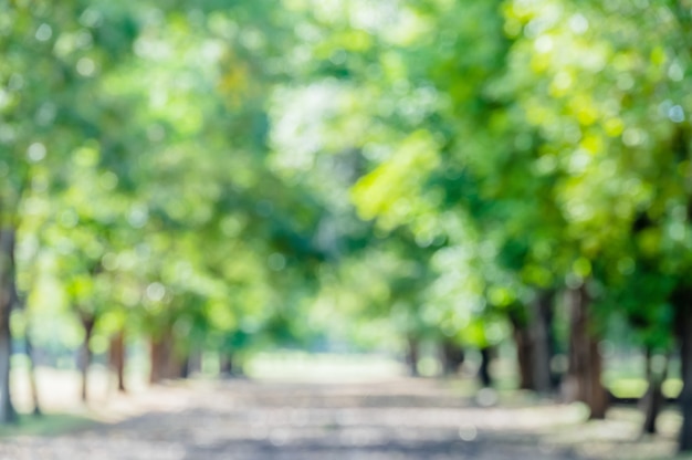 Parco verde offuscata della città per rinfrescante modo di camminare nella natura verde in alberi verdi del giardino sotto la natura delle foreste