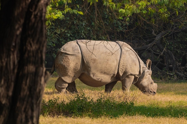 Parco Zoologico Nazionale Nuova Delhi India