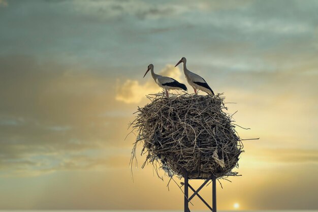 Pareja de Ciguenas posadas en su nido en la puesta de sol