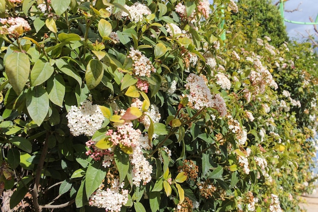 Parete Completamente Ricoperta Di Rami Intrecciati Portanti Grandi Foglie Verdi E Varie Bianche E Rosse