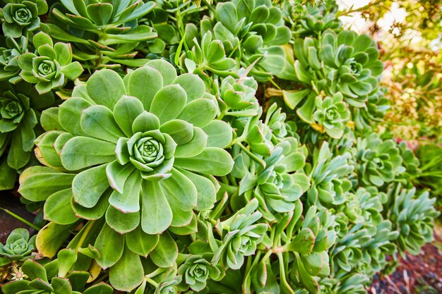 Parete di grandi piante succulente chiuse con spirali di spessi petali verdi