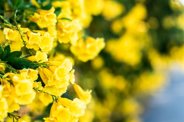 Parete gialla dei cespugli del fiore del bello fiore minuscolo lungo il fondo della via