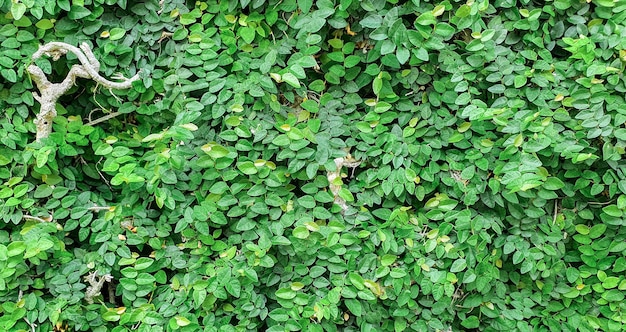 Parete naturale di foglie verdi. Sfondo di foglie verdi. Muro di foglie verdi