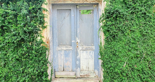 Parete naturale di foglie verdi. Sfondo di foglie verdi. Muro di foglie verdi