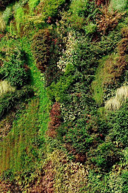 Parete ricoperta di piante verdi che crescono all'esterno Foto verticale