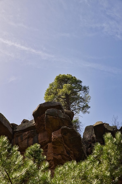 Parete rocciosa con un albero in cima