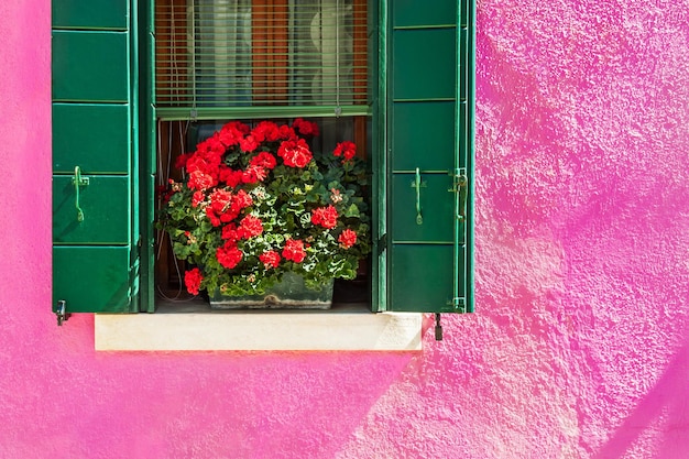 Parete rosa e finestra verde. Case colorate nell'isola di Burano vicino a Venezia, Italy