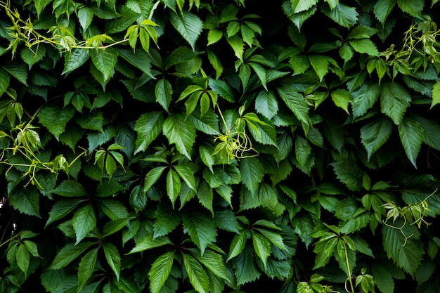 Parete verde dell&#39;uva selvaggia.