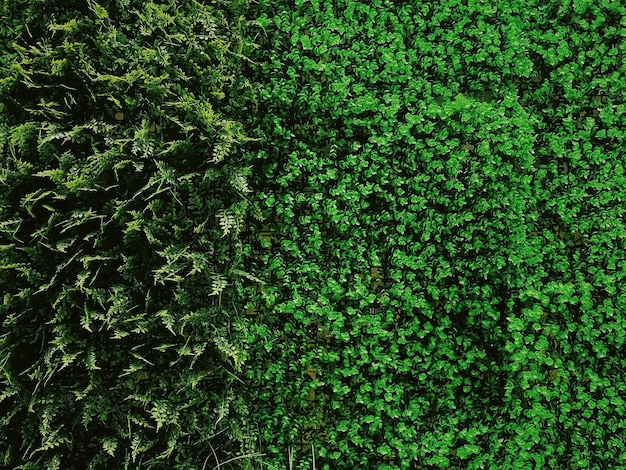 Parete verde nel giardino come sfondo naturale foglie fresche e fogliame come sfondo della natura e progettazione del paesaggio