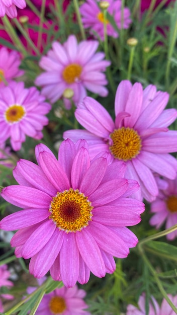 Paris daisy marguerite o marguerite daisya pianta perenne nota per i suoi fiori