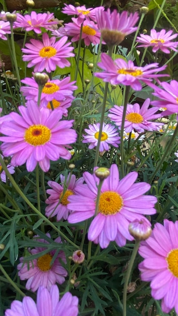 Paris daisy marguerite o marguerite daisya pianta perenne nota per i suoi fiori