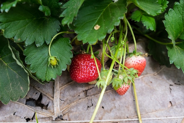 Park&#39;s Strawberry