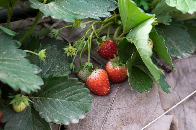 Park&#39;s Strawberry