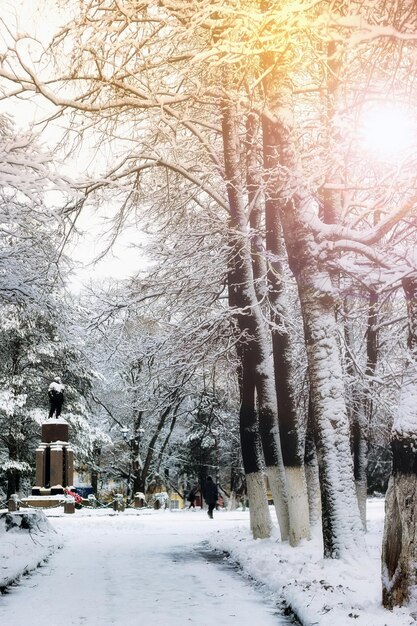 Park vicolo albero modo inverno