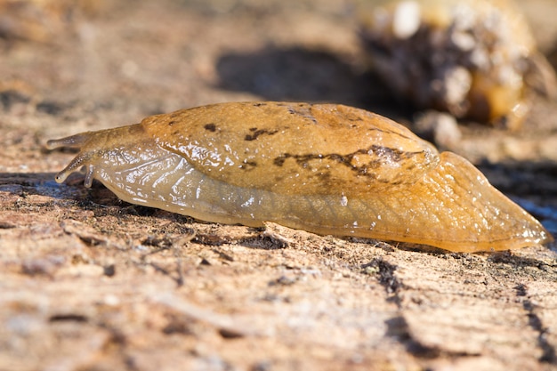 Parmacella valenciennii lumaca