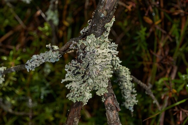 Parmelia sulcata lat Parmelia sulcata tipo di lichene genere Parmelee famiglia Parmeliaceae