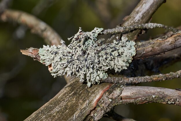 Parmelia sulcata lat Parmelia sulcata tipo di lichene genere Parmelee famiglia Parmeliaceae