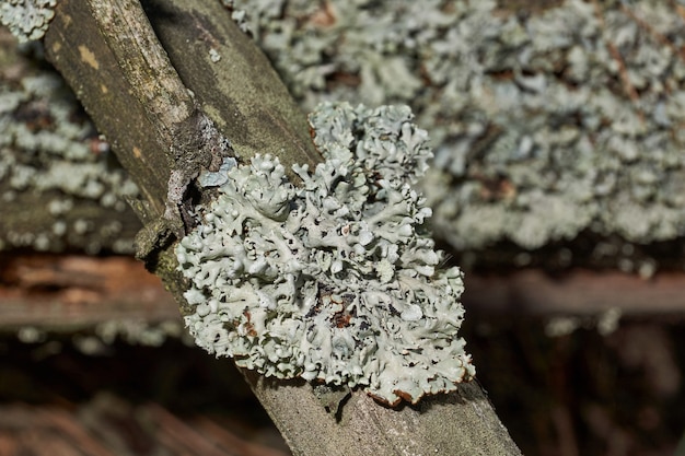 Parmelia sulcata lat Parmelia sulcata tipo di lichene genere Parmelee Parmelia