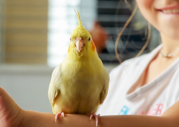 Parrocchetto Corella di un bambino di colore grigio tiene in una mano